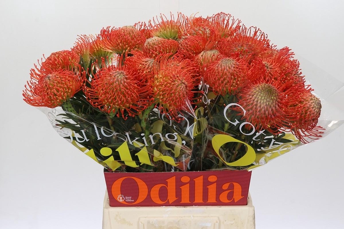 <h4>Nutans Succession</h4>