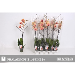 PHAL OV ORANJE