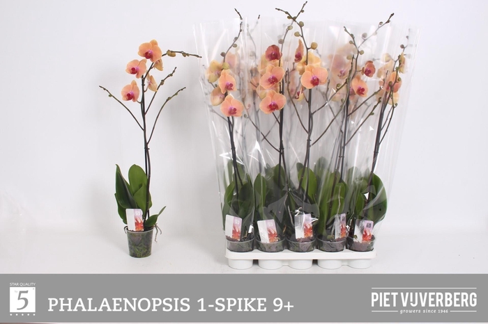 <h4>PHAL OV ORANJE</h4>