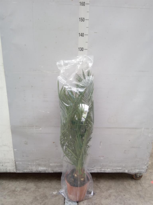 <h4>Phoenix canariensis</h4>