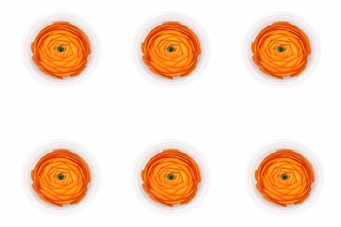 <h4>Ran Pres Orange</h4>