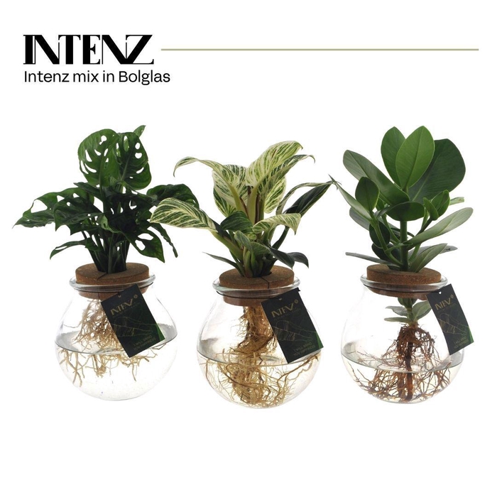 <h4>Intenz mix in Bolglas - levertijd: 24 u</h4>