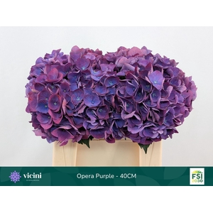 Hydrangea  'Royal Opera'