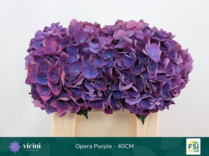 <h4>Hydrangea  'Royal Opera'</h4>