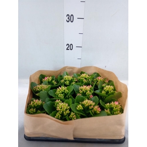 Kalanchoe blos.   ..