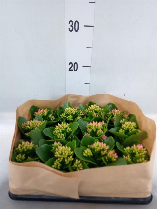 <h4>Kalanchoe blos.   ..</h4>