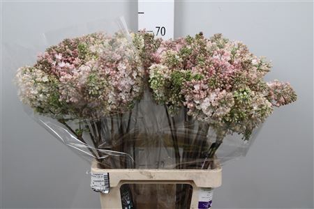 <h4>Syr Hy Maidens Blush 4 Kop</h4>