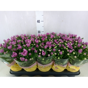Chrysanthemum  'Breeze Pink'