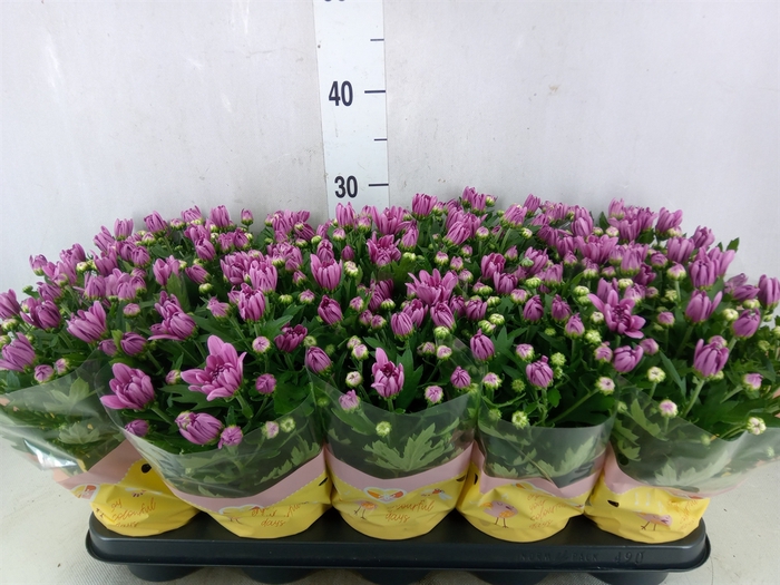 <h4>Chrysanthemum  'Breeze Pink'</h4>