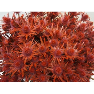 Eryn Orion Rood L50