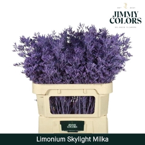 Limonium Skylight L70 Klbh. Milka