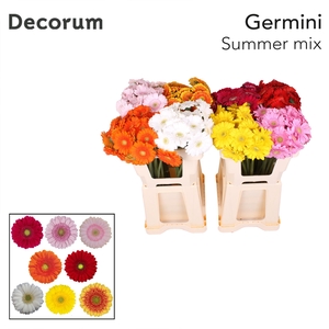 Germini Mix Summer Water