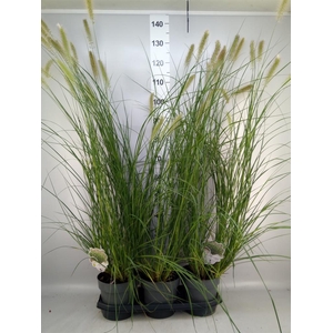Pennisetum alopec.