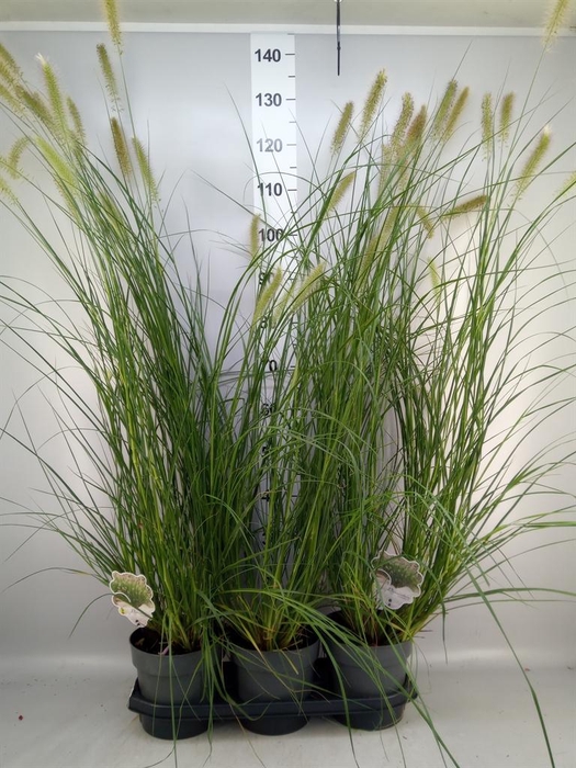 <h4>Pennisetum alopec.</h4>