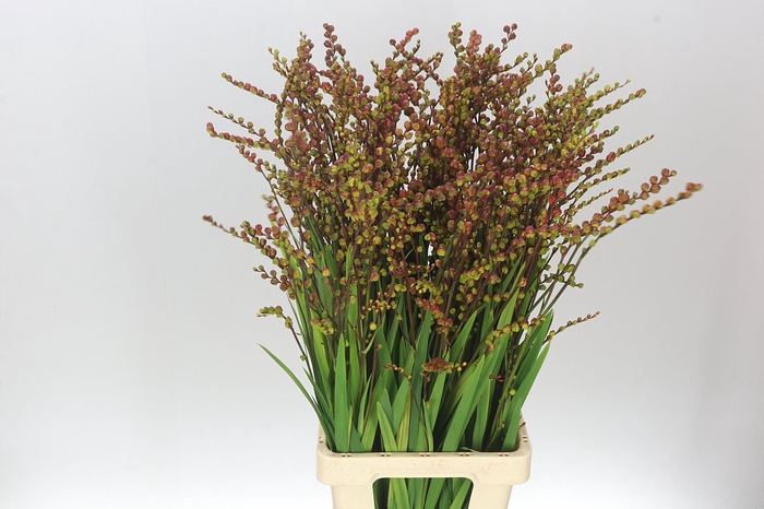 <h4>Crocosmia Berries Red</h4>
