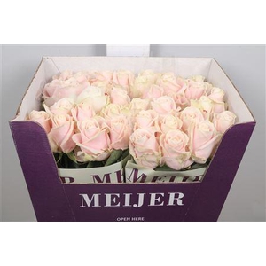 R Gr Sweet Avalanch+