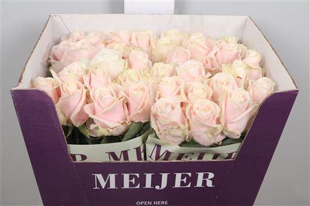 <h4>R Gr Sweet Avalanch+</h4>