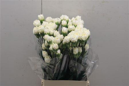 <h4>Di St Rodas</h4>