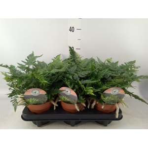 Humata griffithiana var. tyermannii