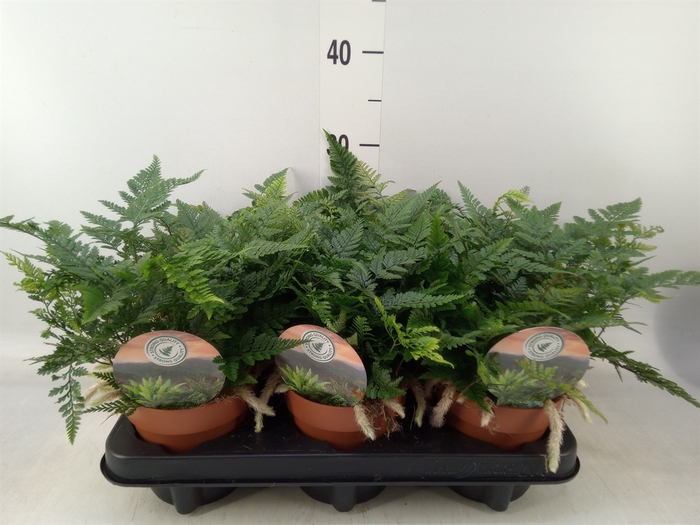 <h4>Humata griffithiana var. tyermannii</h4>