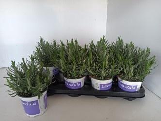 <h4>LAVAN AN HIDCOTE</h4>