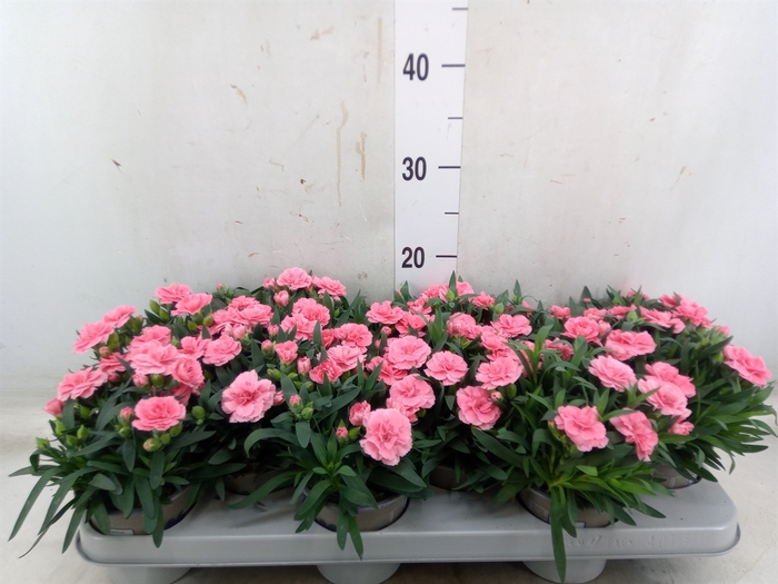 <h4>Dianthus  'Oscar Pink'</h4>
