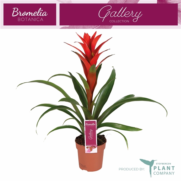 <h4>Guzmania 'Ostara'</h4>