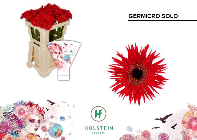 <h4>Nano Solo Water</h4>