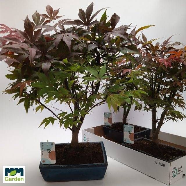 <h4>BONSAI OV</h4>
