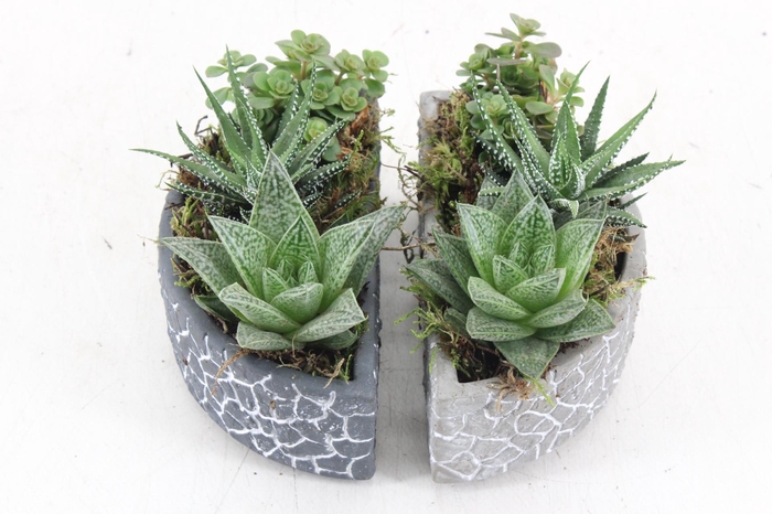 <h4>arr3 SN - Puzzel pot halve maan</h4>