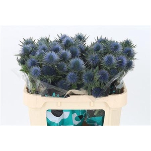 Eryngium Magnetar Qstar