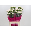 Dianthus St Brut