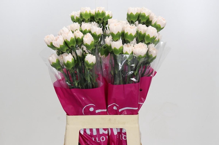 <h4>Dianthus St Brut</h4>