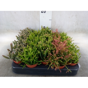 Rhipsalis   ...mix