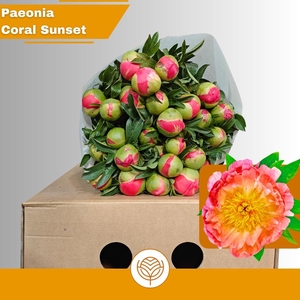 PAEO CORAL SUNSET