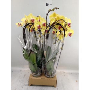 Phalaenopsis  'Elegant Cascade'