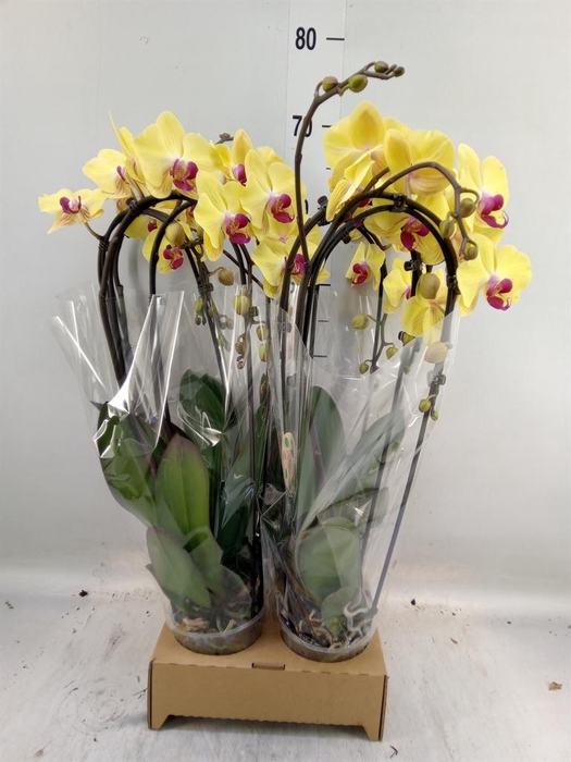 <h4>Phalaenopsis  'Elegant Cascade'</h4>