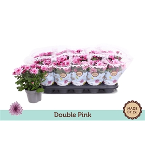 Chrysant Double Pink