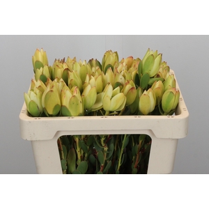 Leucadendron Disc. Rita