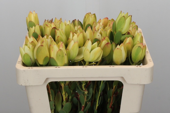<h4>Leucadendron Disc. Rita</h4>