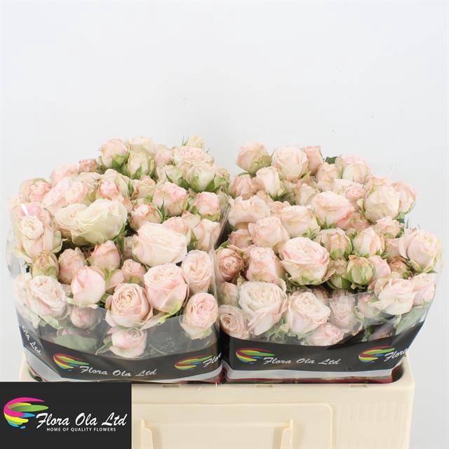 <h4>R Tr Bombastic Flora Ola</h4>
