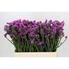 Limonium sinuatum Rosa Sun Birds