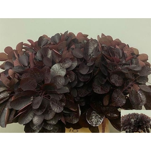 COTI C ROYAL PURPLE