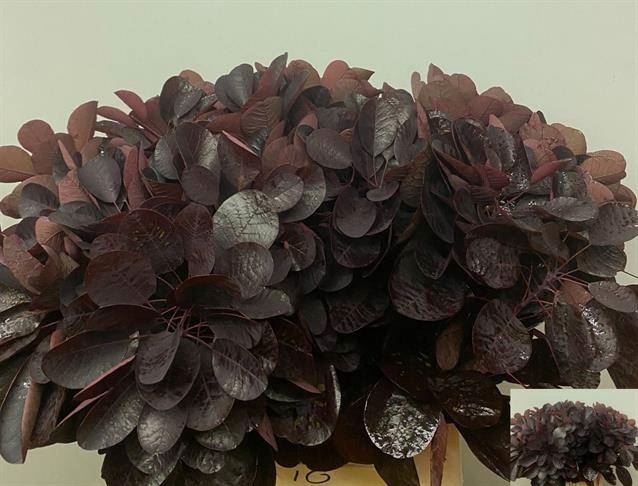 <h4>COTI C ROYAL PURPLE</h4>