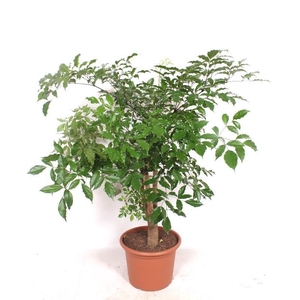 Heteropanax chinensis