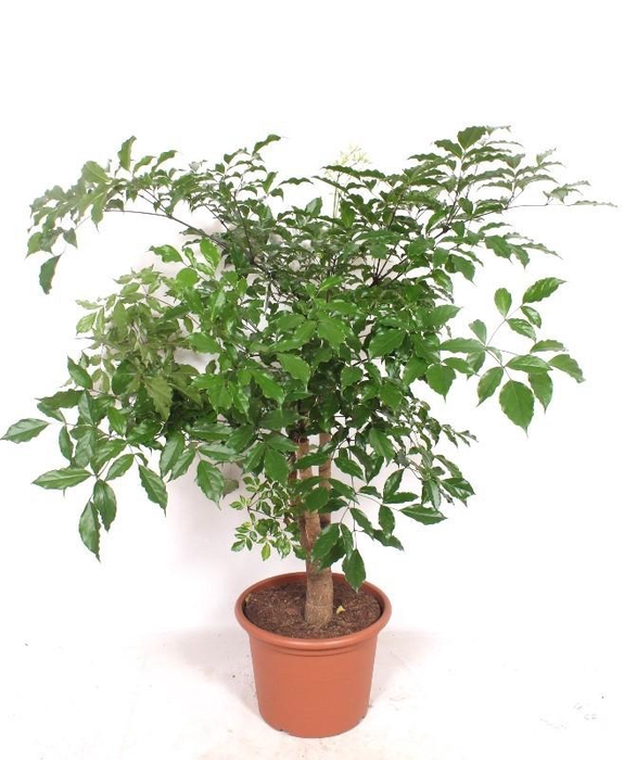 <h4>Heteropanax chinensis</h4>