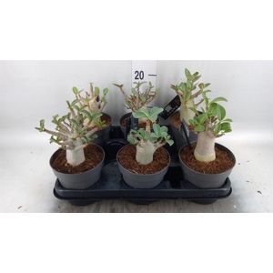 Adenium NB 'Ansu Baobab'