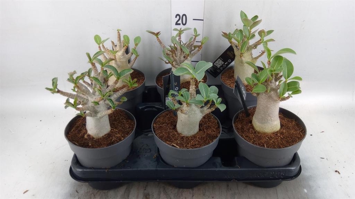 <h4>Adenium NB 'Ansu Baobab'</h4>