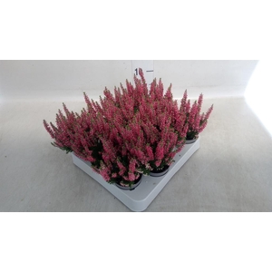 Calluna vulg. 'Beauty L Sanne'