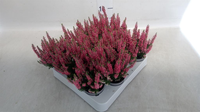 <h4>Calluna vulg. 'Beauty L Sanne'</h4>